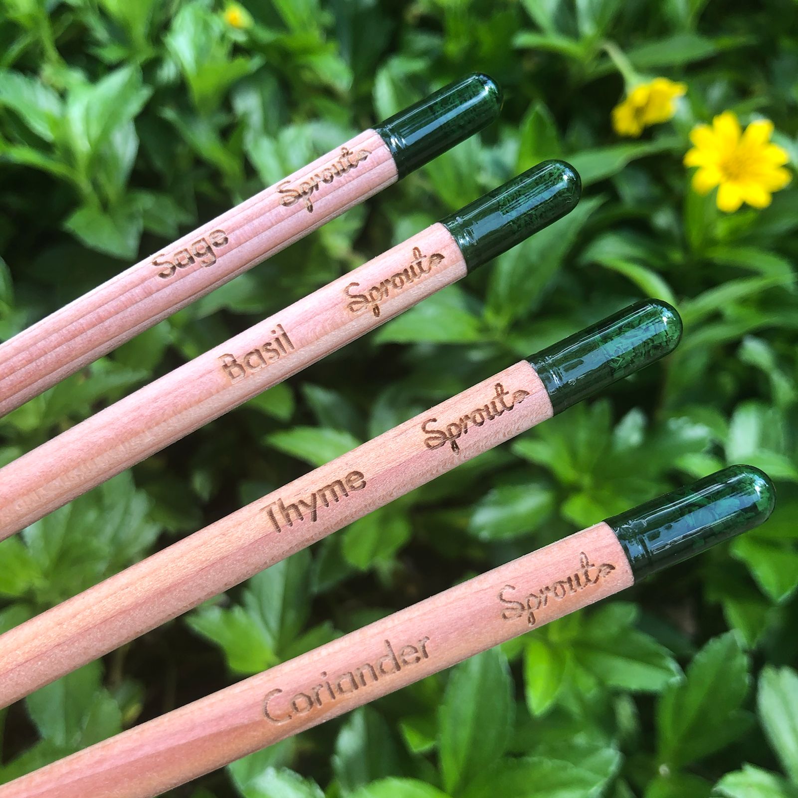 Sprout Pencils – Herb Set